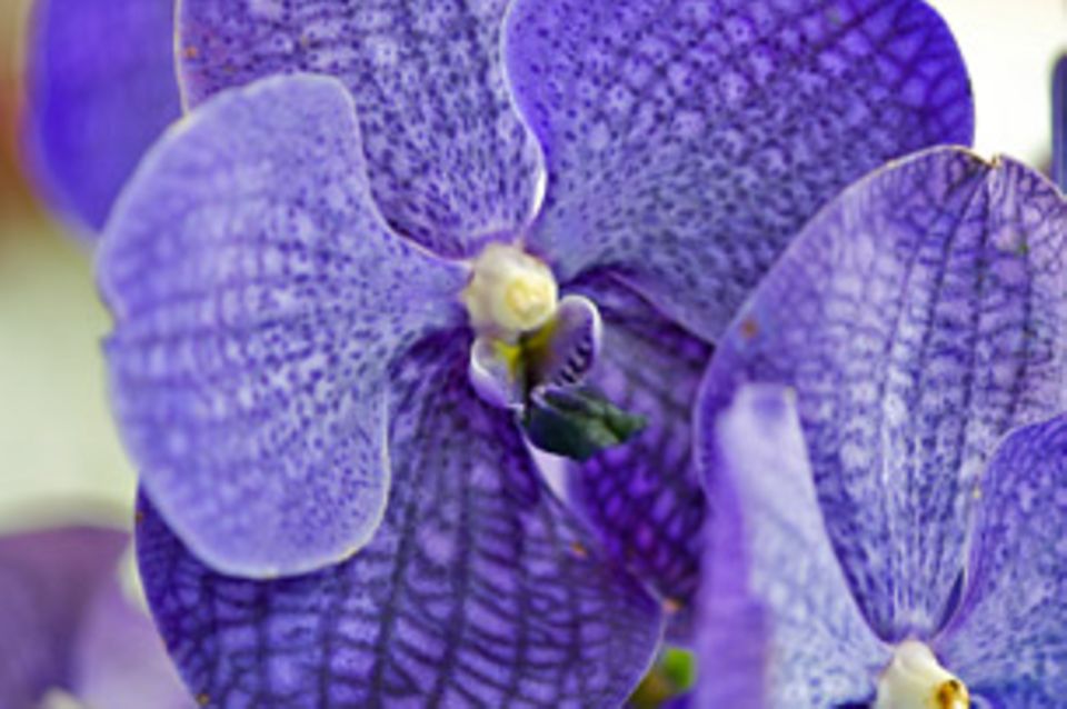 Vanda-Orchidee 'Blue Magic': Blüten wie Edelsteine.