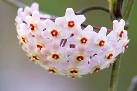 Die Wachsblume hat Blüten wie aus Porzellan oder Marzipan.