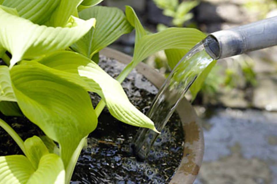 Wässern bei hochsommerlichen Temperaturen: Kübelpflanzen muss man oft sogar zweimal täglich wässern.