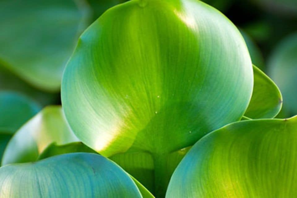 Die Blätter der Wasserhyazinthen sind satt grün und glänzend.