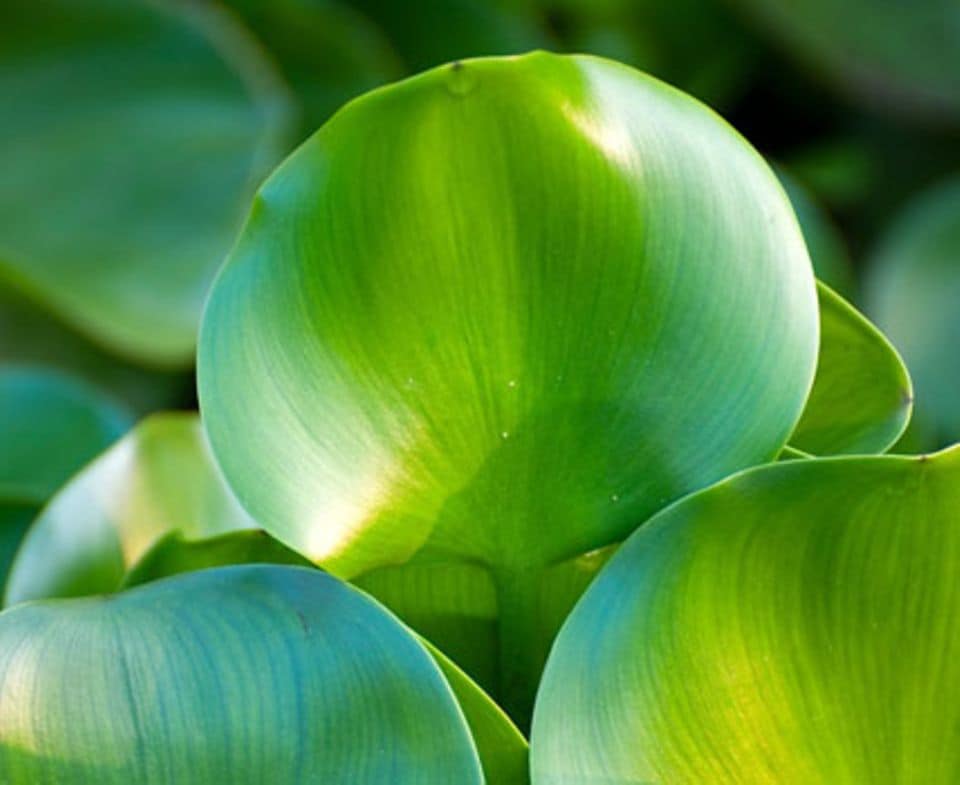 Die Blätter der Wasserhyazinthen sind satt grün und glänzend.