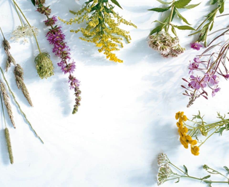 Wenn auch Sie sich Ihren Blumenstrauß aus Wildblumen zusammenstellen wollen, hier ist was Sie dazu brauchen (von links nach rechts): Gräser, Wilde Möhre, Blutweiderich, Goldrute, Wasserdost, Weidenröschen, Rainfarn und Schafgarbe