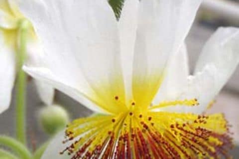 Wenn die Zimmerlinde gut einen Meter hoch ist, bekommt sie im Frühjahr strahlend weiße, leicht duftende Blüten.