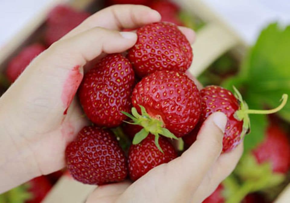 Sehr beliebt: Erdbeeren selber pflücken.