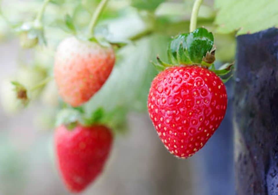Erdbeeren pflanzen: süße Ernte aus dem eigenen Beet.