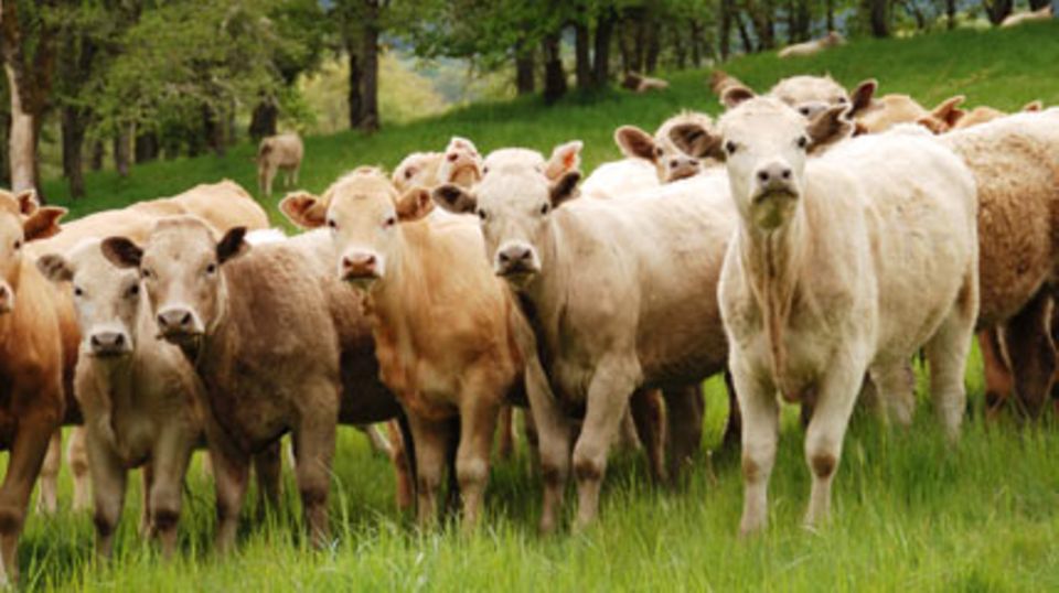 Verursachen Treibhausgase: Rinder