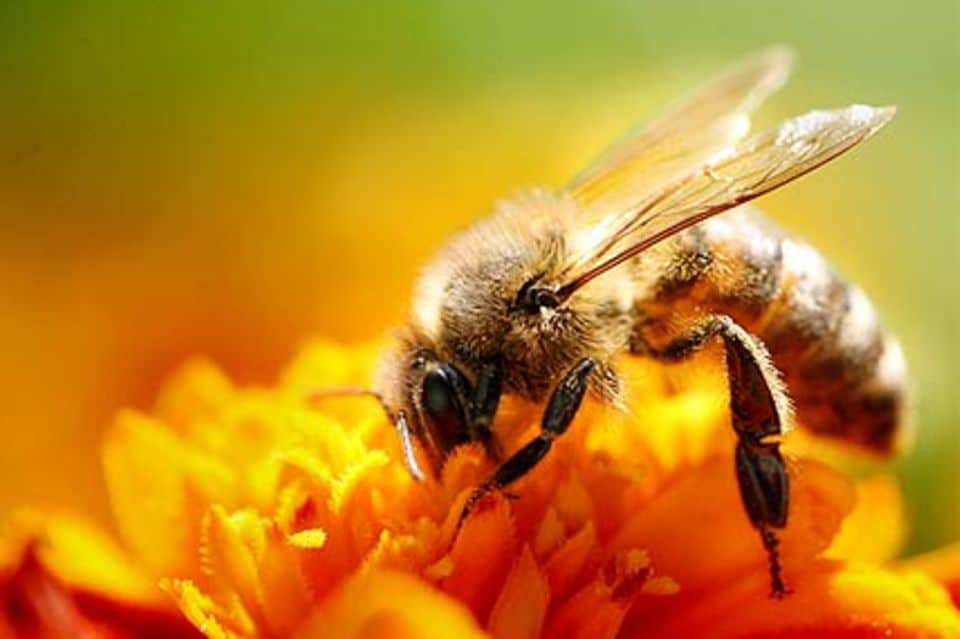 Dank der fleißigen Bienchen können wir den leckeren Honig genießen.