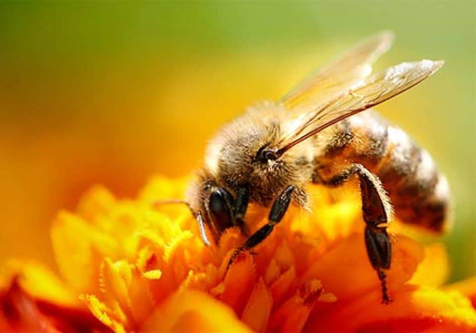 Dank der fleißigen Bienchen können wir den leckeren Honig genießen.