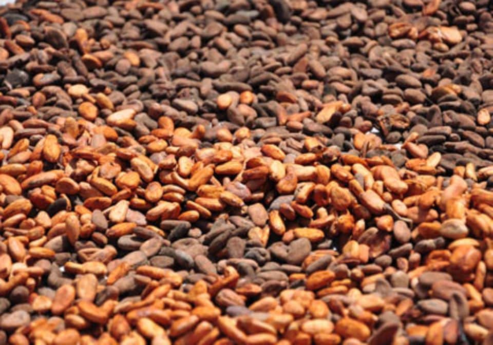 Kakaobohnen werden zu Schokolade