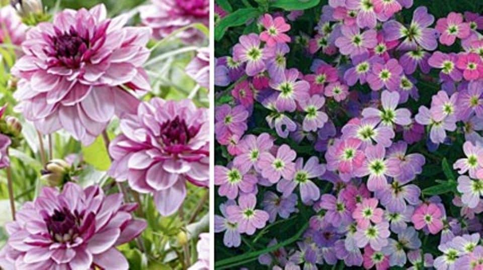 Trendfarbe Violett: Seerosen-Dhalie "Creme de Cassis" (links) und Meerlevkoje "Spring Sparkle" (rechts)