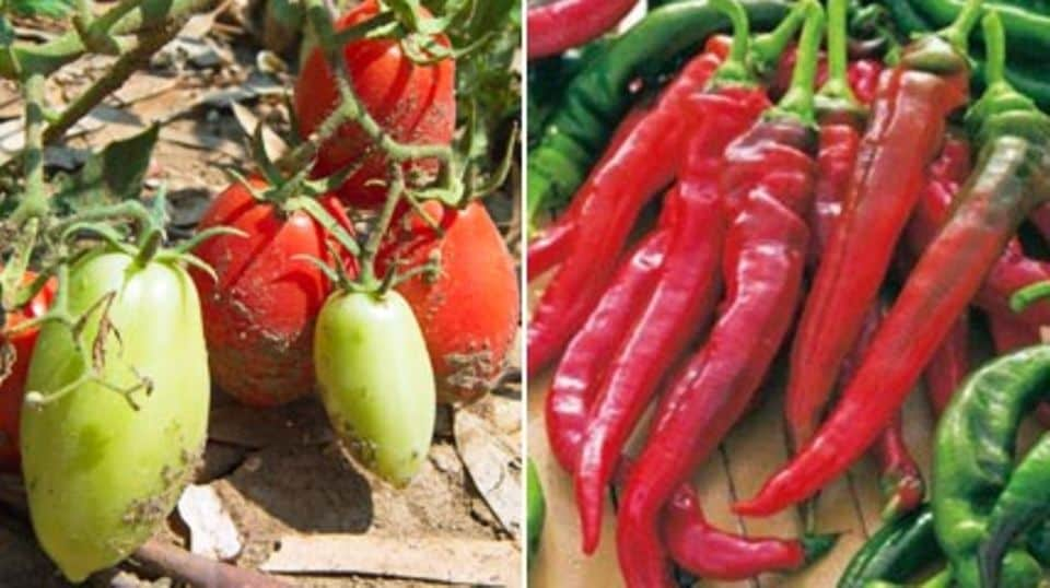 Gemüse aus eigenem Anbau: Cocktailtomate "Red Pear" und Spitzpaprika "Doux très long des Landes"