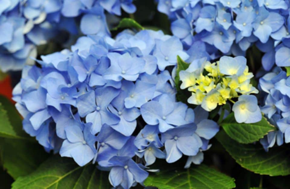 Strahlend blaue Hortensienblüten: Eisen- und Aluminium-Ionen sorgen für die Farbpracht.