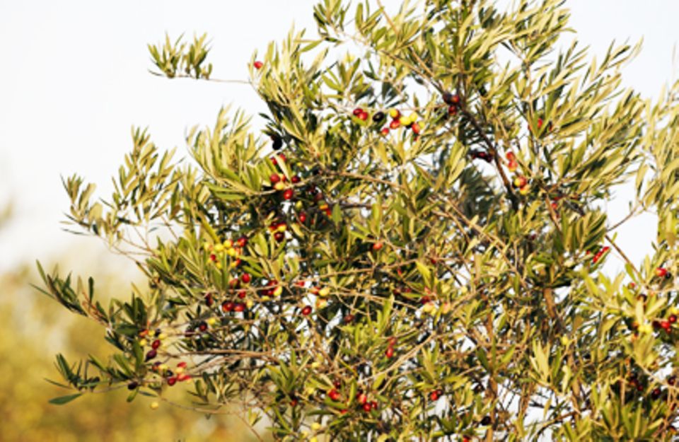 Olivenbäume wachsen nicht nur in südlichen Regionen. Auch in Deutschland können die Bäume den Winter überstehen.
