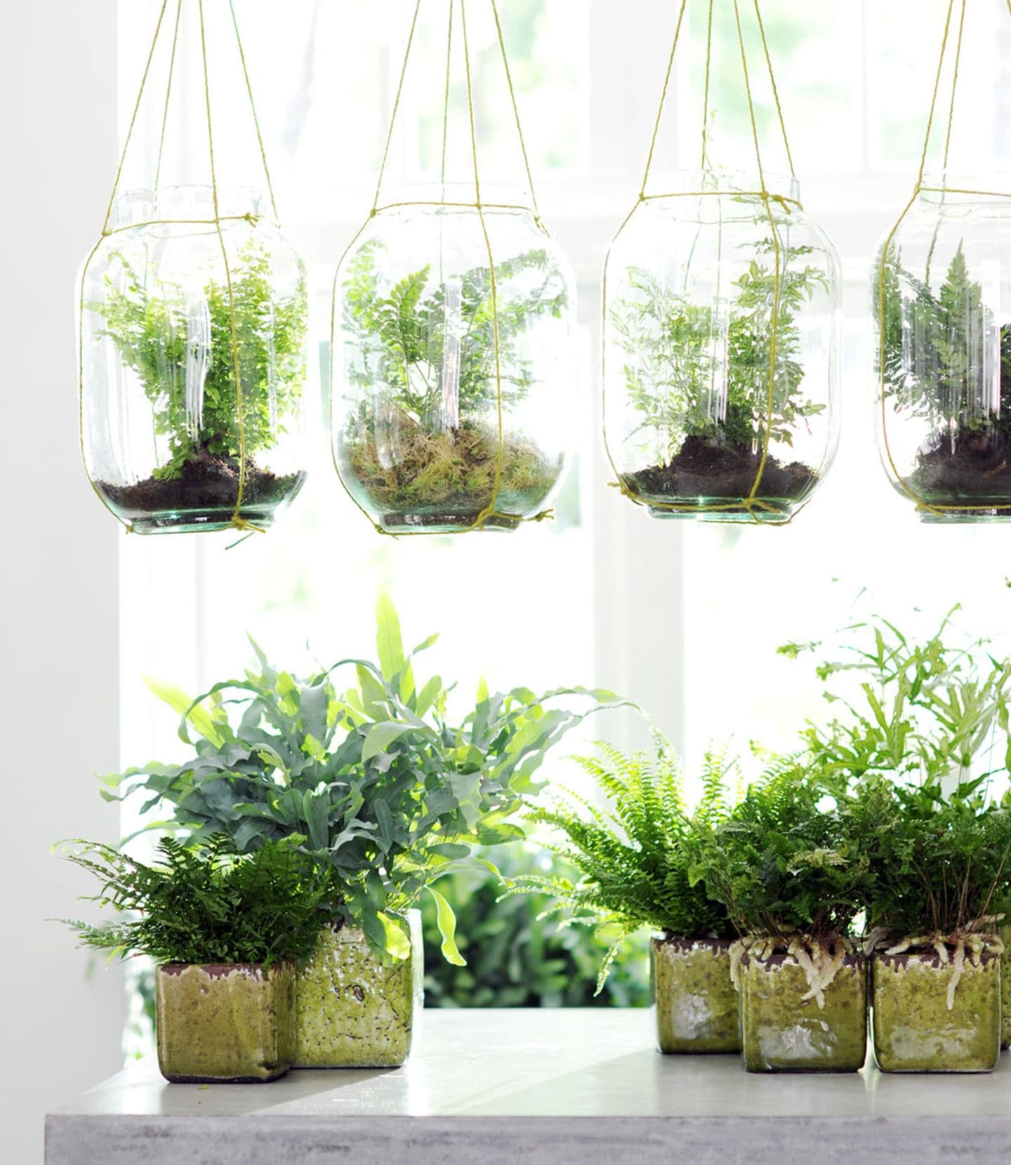 Dekoidee: Zimmerpflanzen im Glas