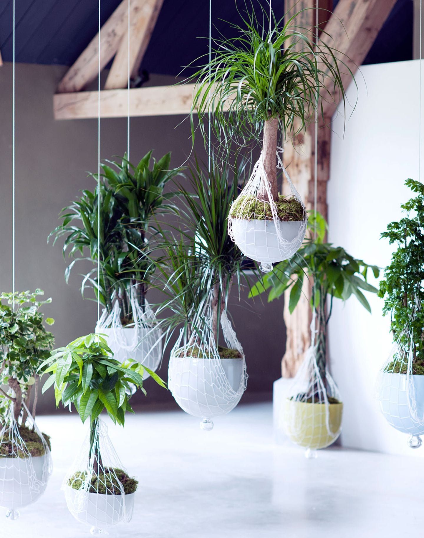 Dekoidee: hängende Zimmerpflanzen