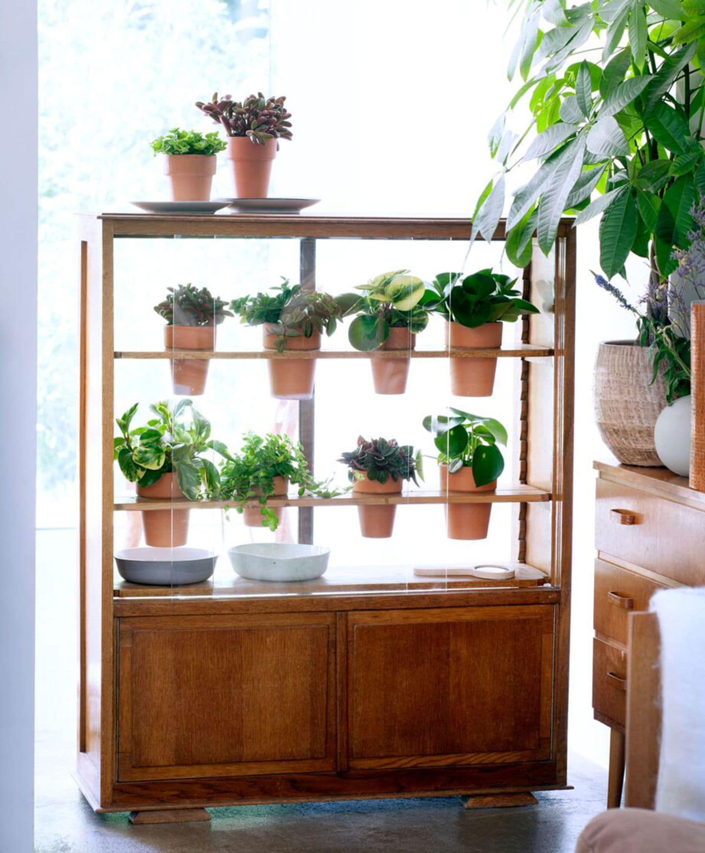 Zimmerpflanzen - DIY-Dekoidee: aus Vitrine wird ein Indoor-Gewächshaus