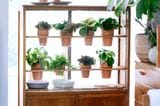 Zimmerpflanzen - DIY-Dekoidee: aus Vitrine wird ein Indoor-Gewächshaus
