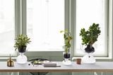 Zimmerpflanzen: Mini-Gewächshaus "Gaia" von Holmegaard