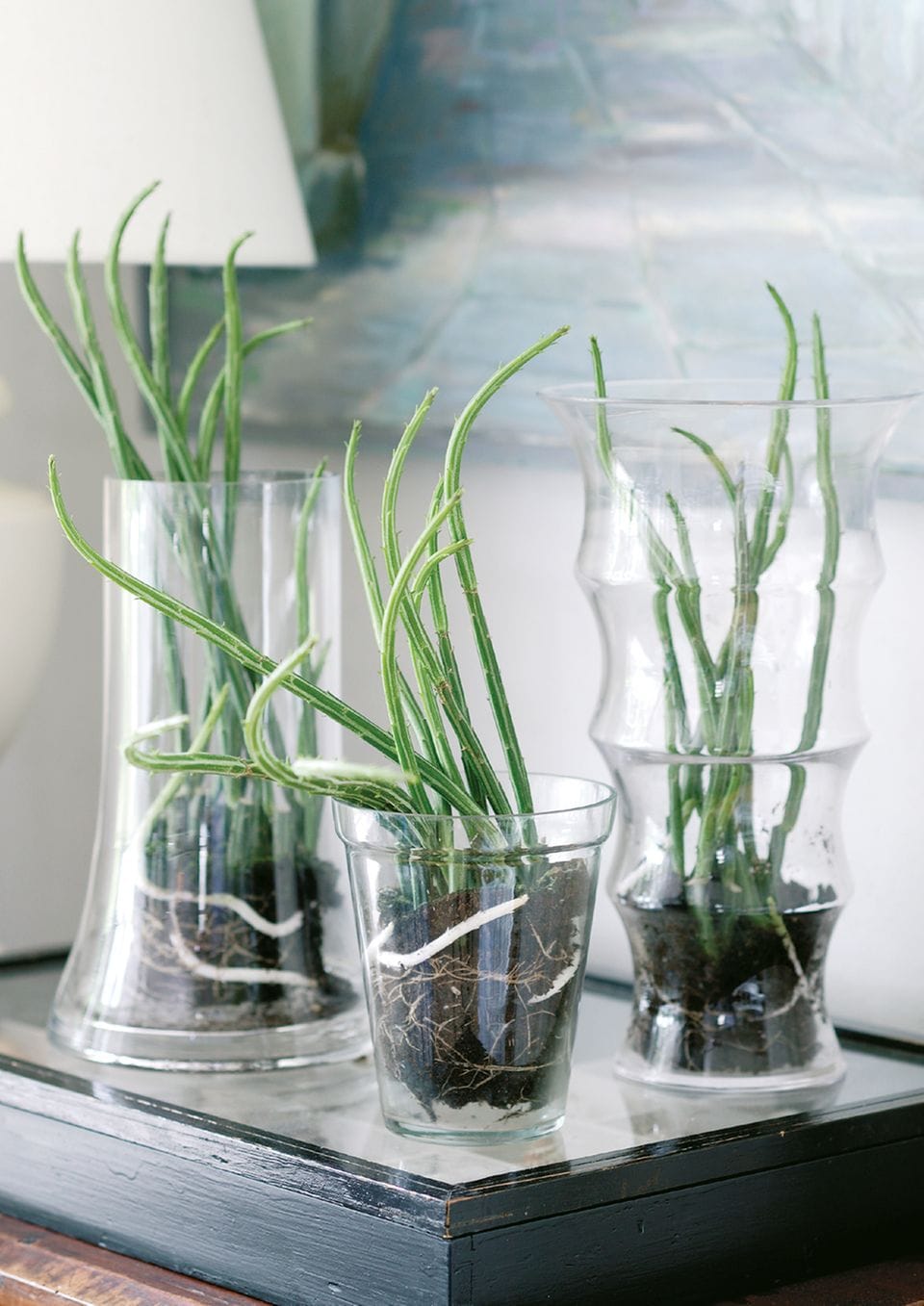 Senecio-Zimmerpflanzen in gläsernen Töpfen