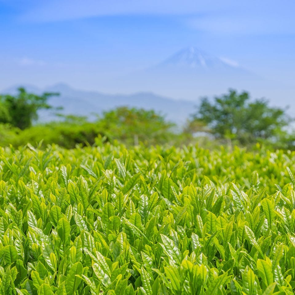 Teeanbau in Shizuoka am Fuße des Fuji