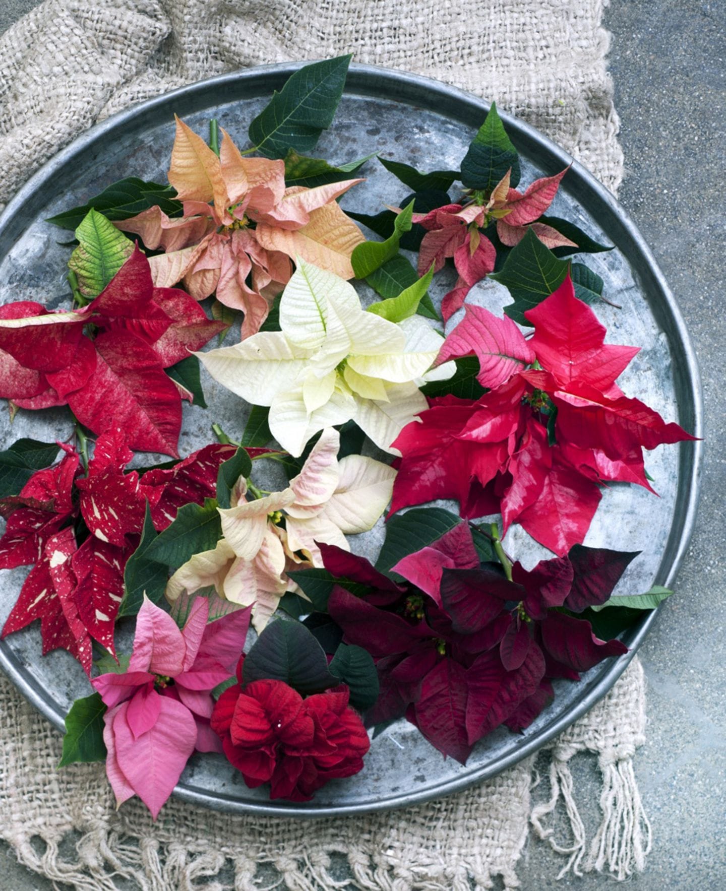 Pflanzen zu Weihnachten: Weihnachtsstern dekorieren