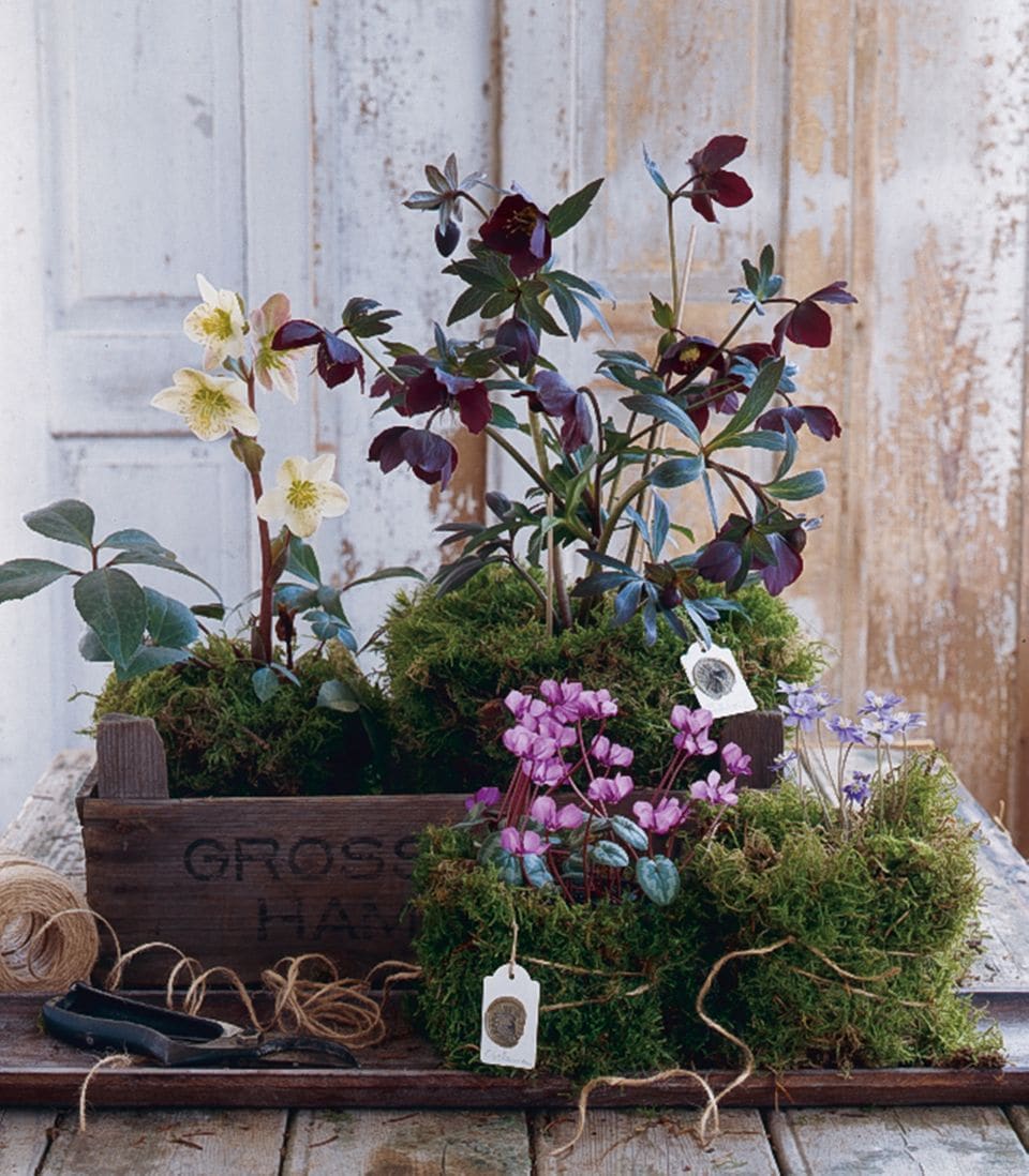 Pflanzen im Winter: Christrose dekorieren