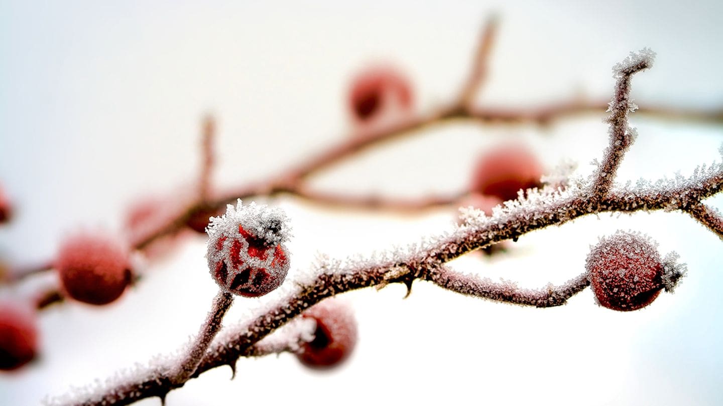 Praktische Tipps für den Garten im Dezember [LIVING AT HOME]
