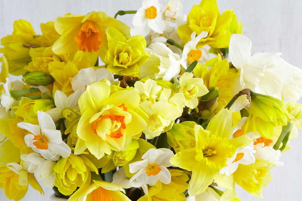 Frühlings-Blumenstrauß in Gelb