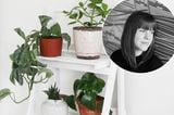 Zimmerpflanzen-Liebe: Apartment Apothecary