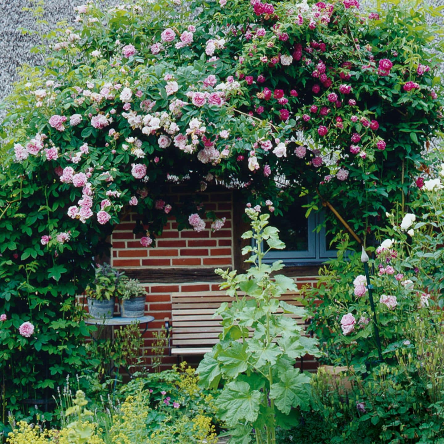 Rosen im Garten: Rosenarten