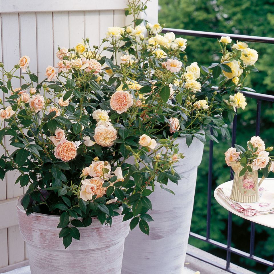 Rosen im Topf für Balkon und Terrasse