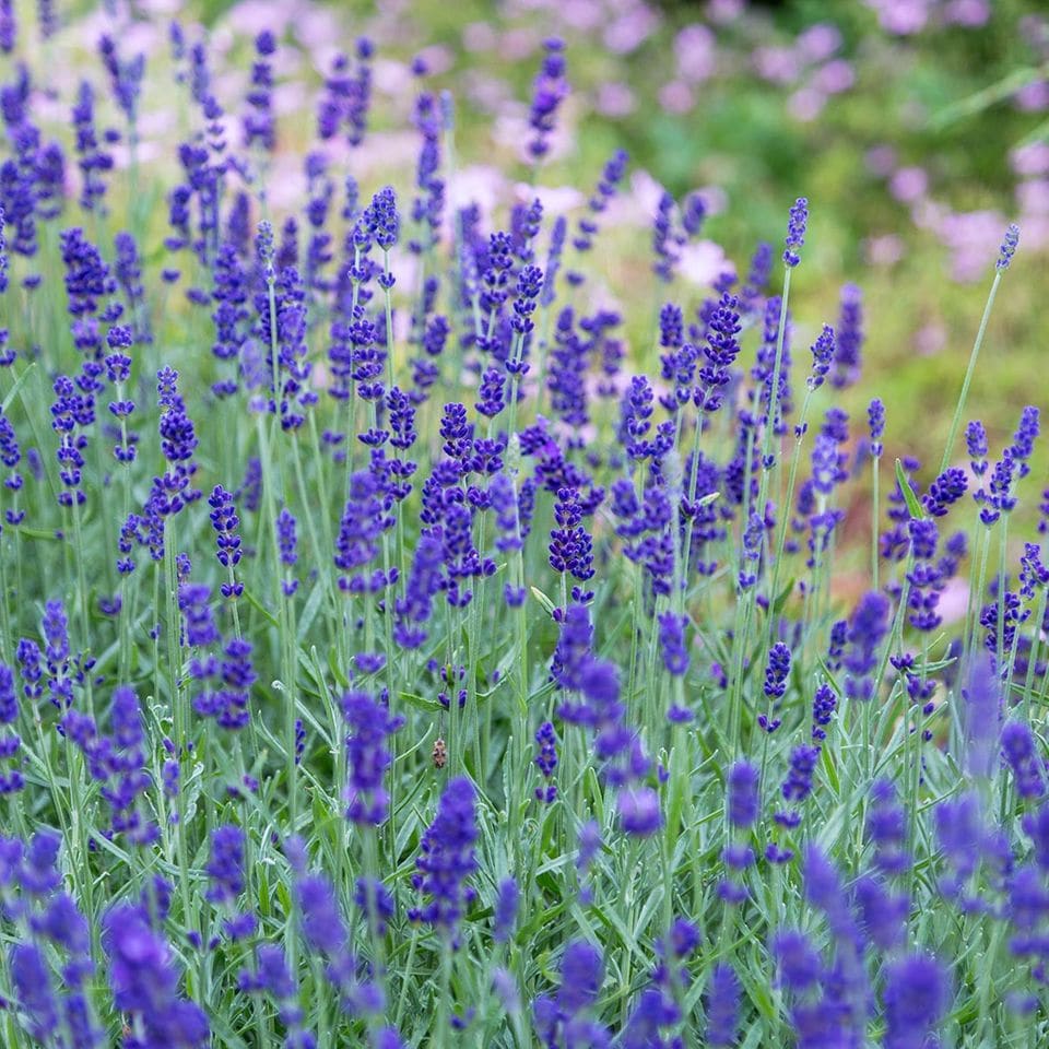 Lavendel: Im Sommer blüht er in kräftigem Violett