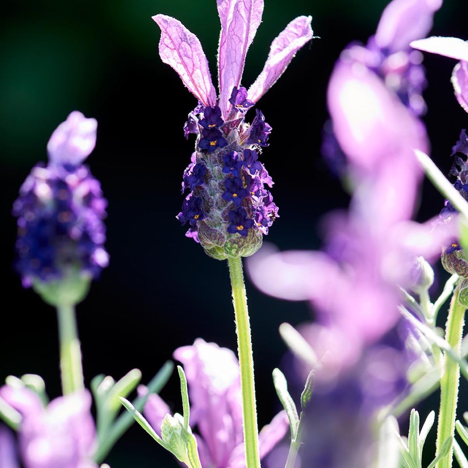 Lavendel: Schopflavendel hat eine ganz besondere Blütenform