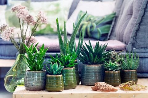 Sukkulenten: dekorative und pflegeleichte Pflanzen