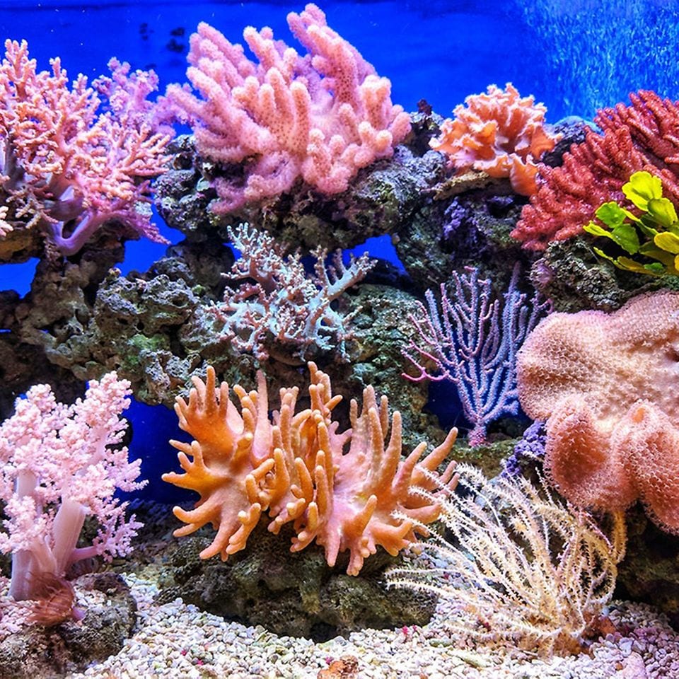 Farbe Koralle: Trendfarbe 2019. Korallenriff