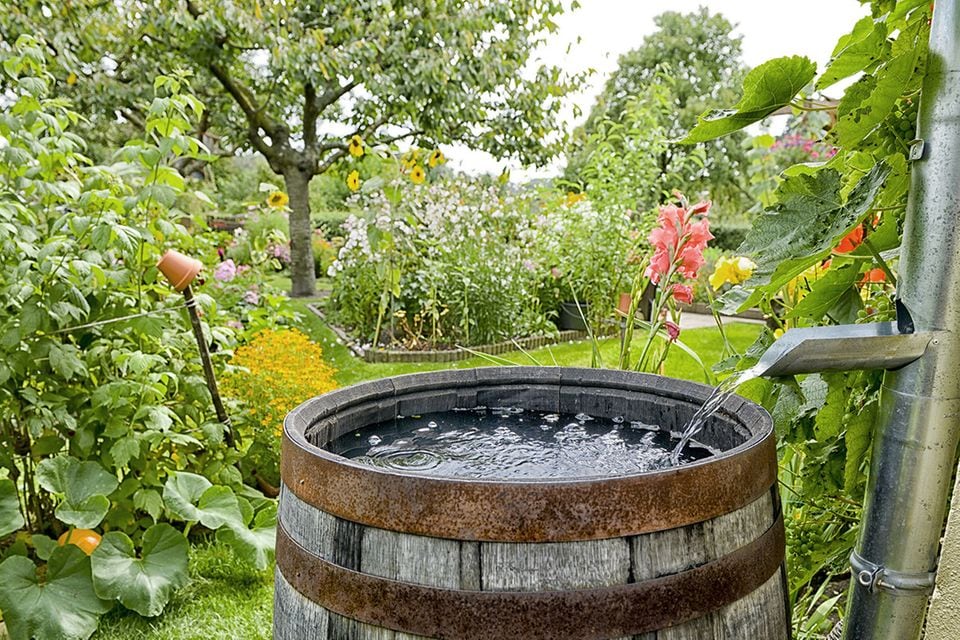 Regentonne in einem naturnahen Garten