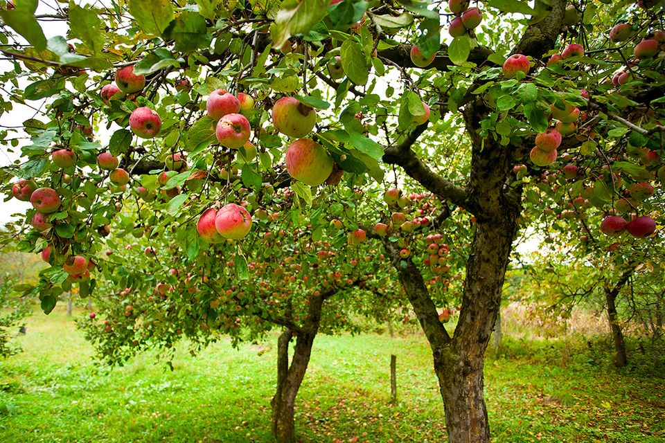 Mit saftigen Äpfeln behangene Apfelbäume