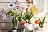 Anemonen, Ranunkeln, Tulpen und Quittenzweige machen im Strauß gemeinsame Sache