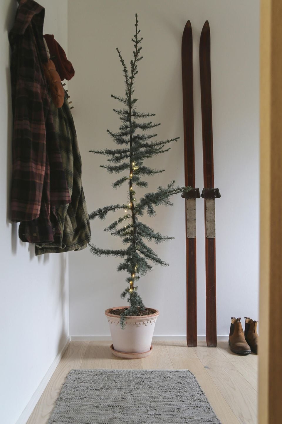 Nachhaltig Weihnachtsbaum im Topf [LIVING AT HOME]
