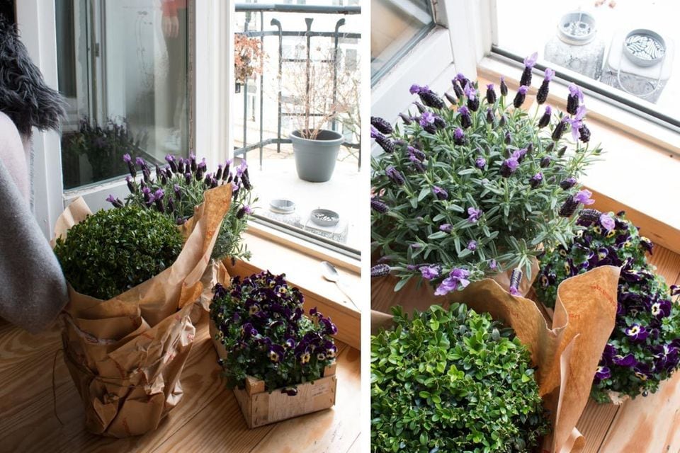 Geteiltes Bild mit Blick auf einen tristen, unbepflanzten Balkon und neu gekauften Balkonpflanzen