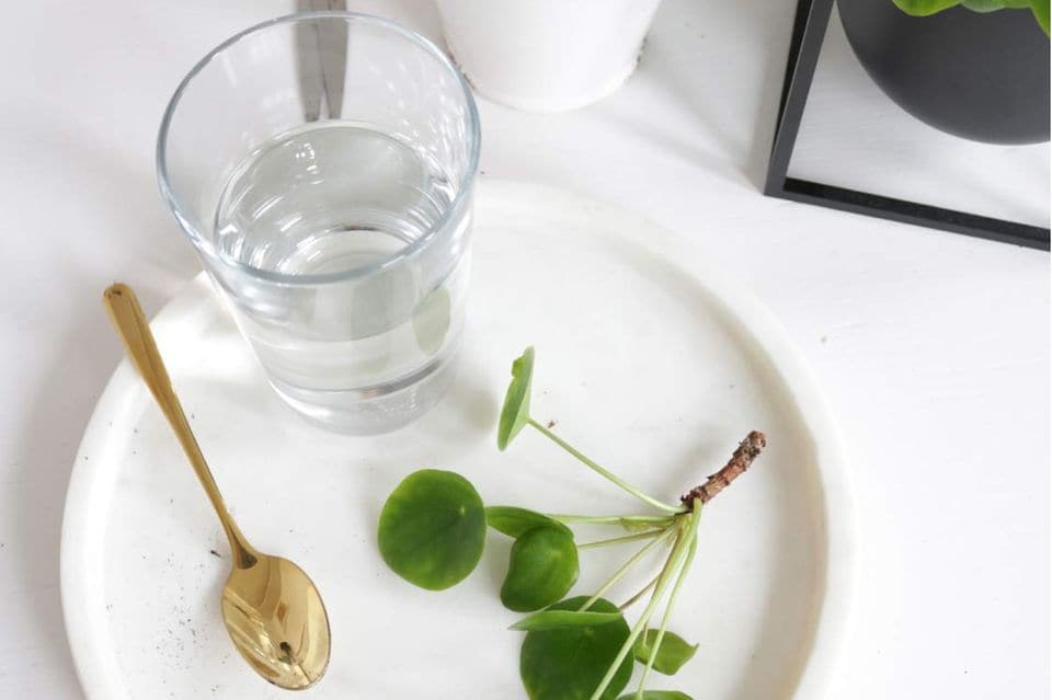 Weißer Teller mit einem abgetrennten Pilea-Trieb, einem Glas Wasser und einem goldenen Löffel auf einem weißen Couchtisch